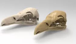 Eagle skull 3d model 3D model