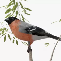 Eurasian Bullfinch - rigged - animated 3D model