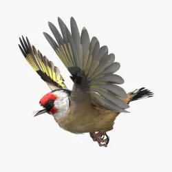 European Goldfinch - rigged - animated 3D model