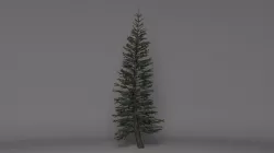 Fir tree 3D model