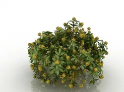 Flowers Low-poly  3D model