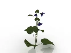 Flowers Low-poly  3D model