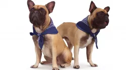 French Bulldog Collection x2 