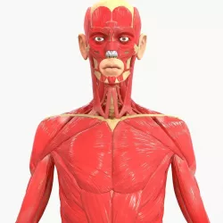 Full Body Muscle Anatomy 3D model
