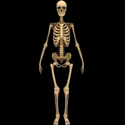 Full Body Skeleton System Anatomy 3D model