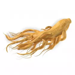 ginseng 3D model