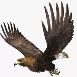 Golden Eagle - rigged - animated standard PBR VRAY 3D model