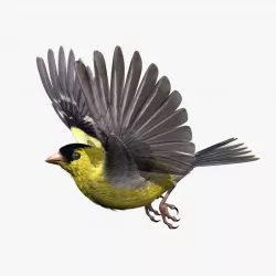 GoldFinch - rigged - animated - Standard - PBR - VRAY Low-poly  3D model