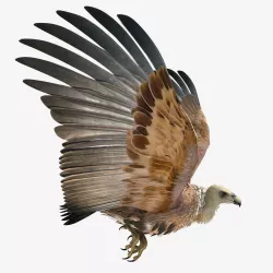 Griffon Vulture - rigged - animated 3D model