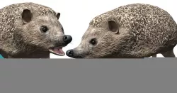 Hedgehog Low-poly  3D model