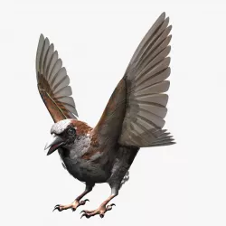 House Sparrow - rigged - animated 3D model