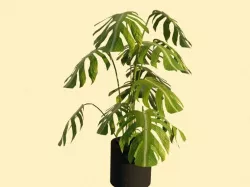houseplant  3D model