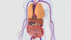 Human organs 3D model
