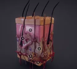 Human Skin  Integumentary system Low-poly  3D model