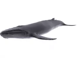 Humback Whale Low-poly  3D model