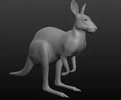 Kangaroo 3D model