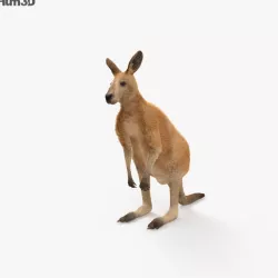 Kangaroo HD 3D model
