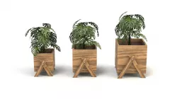 Krassula Pot 3D model