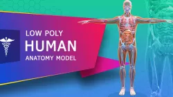 Low poly Human Anatomy Model Low-poly  3D model