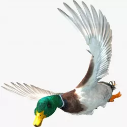 Mallard Duck 3D model