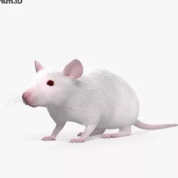 Mouse White HD 3D model