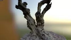 Olive tree photogrammetry scan 3D model