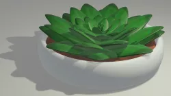 Pianta Grassa - 3D model Low-poly  3D model