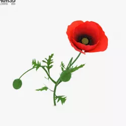 Poppy 3D model