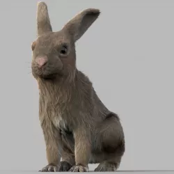 rabbit 3D model