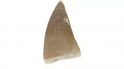 Realistic - Mosasaur Dinosaur Tooth Low-poly  3D model