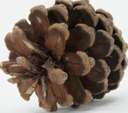 Realistic - Pine Cone Low-poly  3D model
