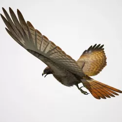 Red Tailed Hawk - rigged - animated 3D model