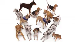 Scanned Dog Collection x13 