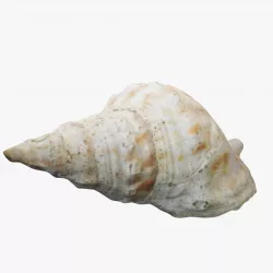 Seashell 2 3D model