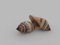 Seashell  3D model