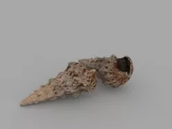 Seashell  3D model
