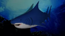 Shark 3D model