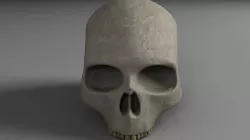 Skull 3D model