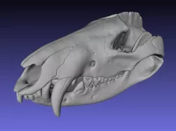 Skull of a virginia opossum