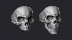 Skulls 3D Model Collection