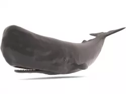 Sperm Whale 3D model
