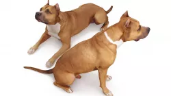 Staffordshire Terrier Collection x2 