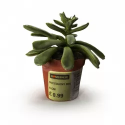 Succulent 02  3D model