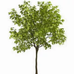 Tree FBX 3D model