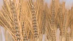 Wheat stalk Low-poly  3D model
