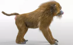 Baboon Monkey 3D model