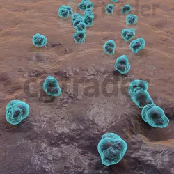 Bacteria 3D model