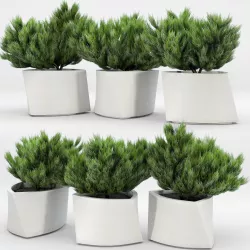 BILBAO Thuja 3D model