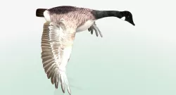 Canada Goose - rigged - animated 3D model