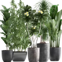 Collection Exotic plants 3D model